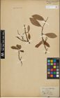 Foto von Salix lapponum L. x Salix phylicifolia L.